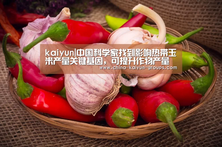 kaiyun|中国科学家找到影响热带玉米产量关键基因,可提升作物产量(图4) 开云